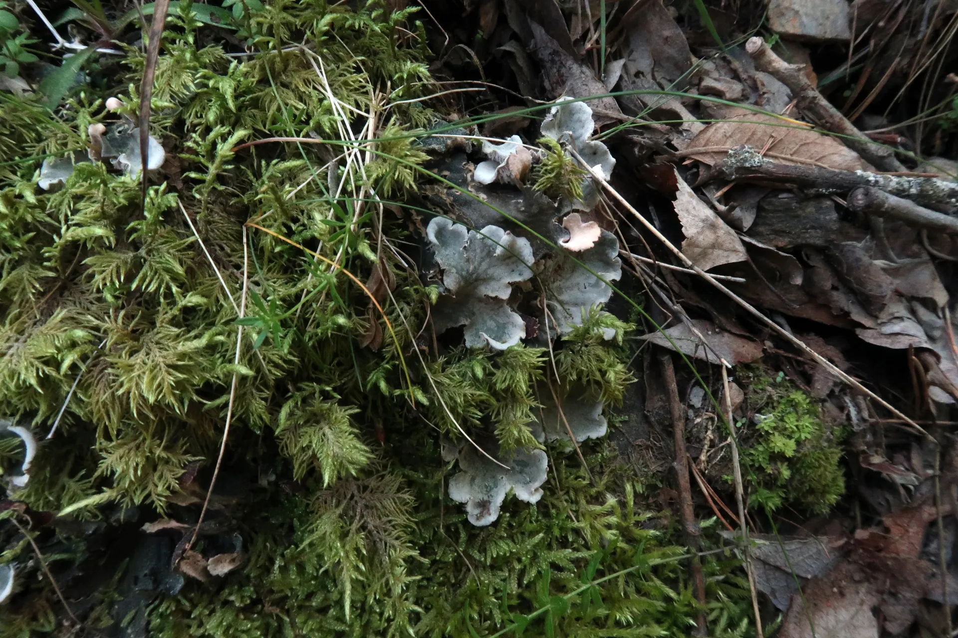 Peltigera polydactylon - 1 - IMG_5265